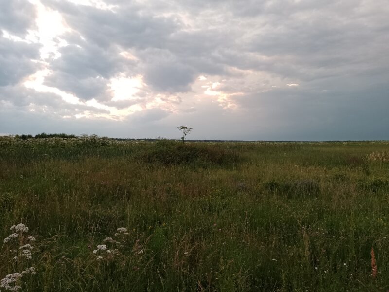 Автодорога (лыжероллеры) Н Горбово — Лызлово, состояние на 12 июля 2025 по отзыву, фото 5. 